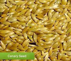 BIRD FOOD CANARY SEEDS - 1 KG - Win Bachat