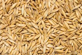 BIRD FOOD JAVI - OAT SEED - 1 KG - Win Bachat