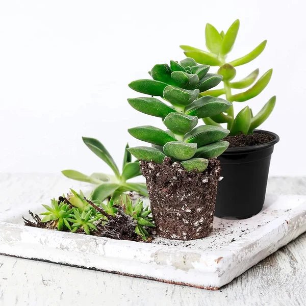 5-Inch Plastic Plant Pots – Packs of 3, 5 & 10 - Win Bachat