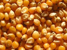 BIRD FOOD CORN - 1 KG - Win Bachat
