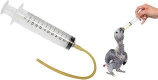 BIRD FOOD FEEDING SYRINGE - Win Bachat