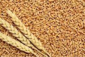 BIRD FOOD GANDUM - WHEAT - 1 KG - Win Bachat