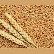 BIRD FOOD GANDUM - WHEAT - 1 KG - Win Bachat