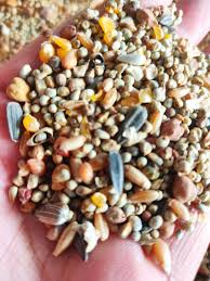 BIRD FOOD KABOTAR DANA - 1 KG - Win Bachat