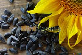 BIRD FOOD SUNFLOWER SEEDS - 1 KG - Win Bachat