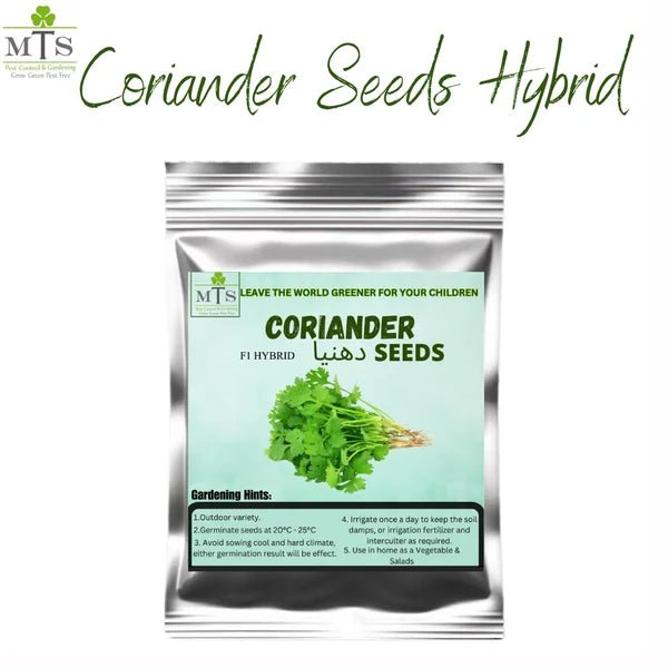 Coriander F1 Hybrid Seeds – Dhaniya Seeds for Home Gardening - Win Bachat
