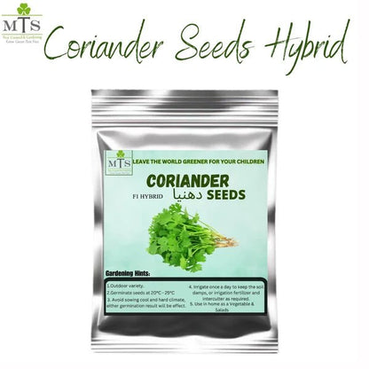 Coriander F1 Hybrid Seeds – Dhaniya Seeds for Home Gardening - Win Bachat