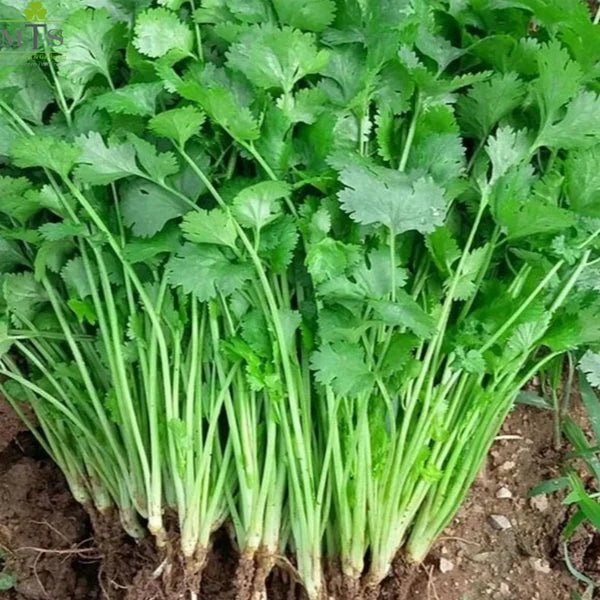 Coriander F1 Hybrid Seeds – Dhaniya Seeds for Home Gardening - Win Bachat