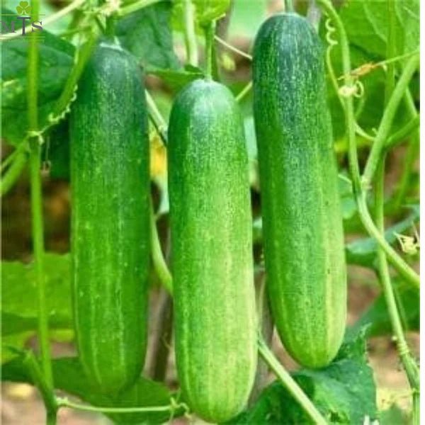 Cucumber F1 Hybrid Seeds – Vegetable Seeds for Home Gardening - Win Bachat