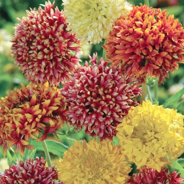 Gaillardia Seeds Pack of 3 – Blanket Flower Mixed Colors - Win Bachat
