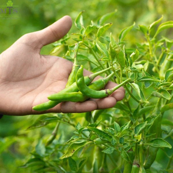 Green Chilli Seeds – F1 Hybrid Vegetable Seeds for Home Gardening - Win Bachat