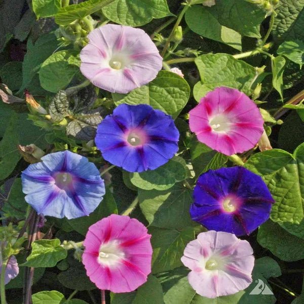 Ipomoea Seeds Pack of 3 – Morning Glory Mixed Climbing Flowers - Win Bachat