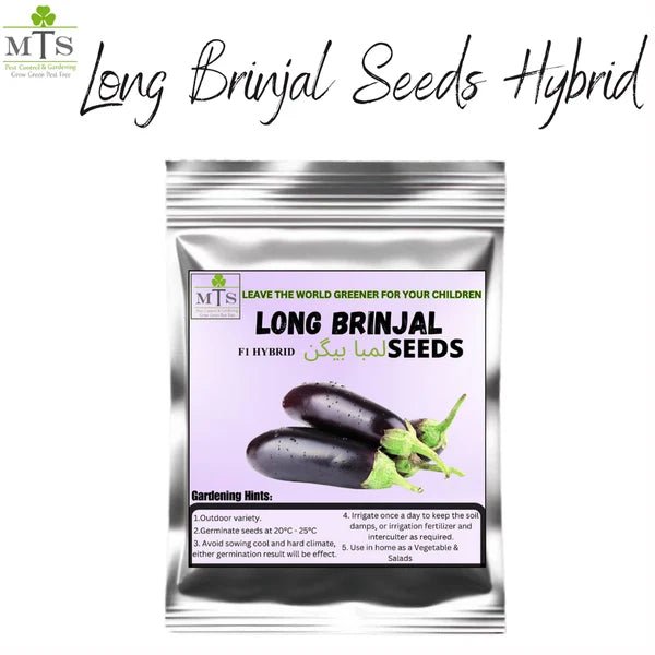 Long Brinjal Seeds (Lamba Baingan) – F1 Hybrid Vegetable Seeds - Win Bachat