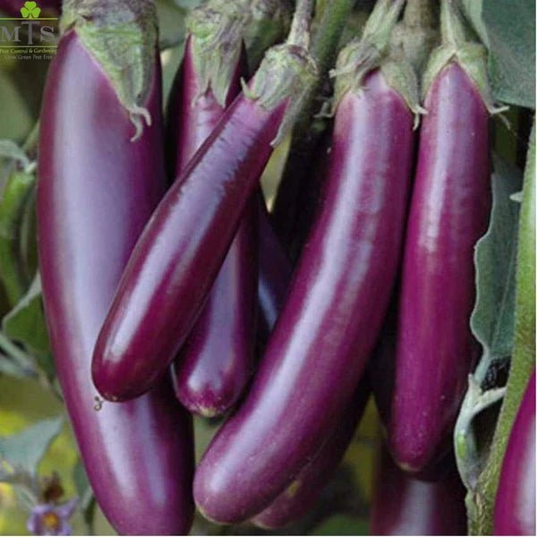 Long Brinjal Seeds (Lamba Baingan) – F1 Hybrid Vegetable Seeds - Win Bachat