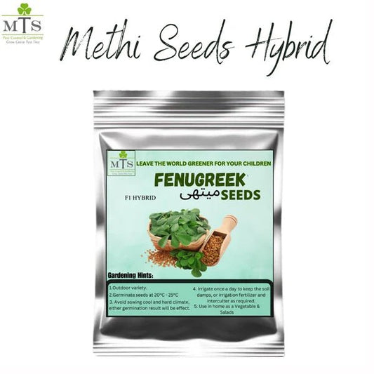 Methi Seeds (Fenugreek) – F1 Hybrid Herb Seeds for Home Gardening - Win Bachat