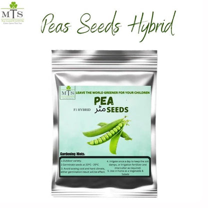 Peas Seeds (Matar) – F1 Hybrid Vegetable Seeds for Home Gardening - Win Bachat