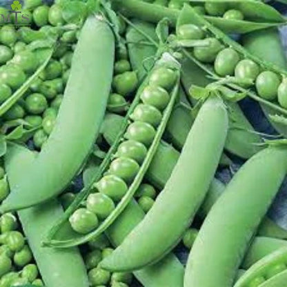 Peas Seeds (Matar) – F1 Hybrid Vegetable Seeds for Home Gardening - Win Bachat