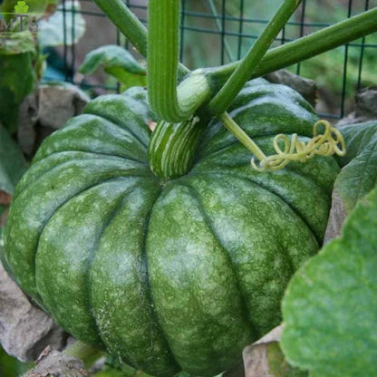 Pumpkin Seeds (Kaddu) – F1 Hybrid Vegetable Seeds for Home Gardening - Win Bachat