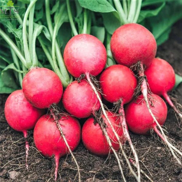 Red Radish Seeds (Lal Mooli) – F1 Hybrid Vegetable Seeds - Win Bachat