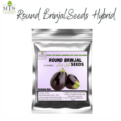 Round Brinjal Seeds (Gol Baingan) – F1 Hybrid Vegetable Seeds - Win Bachat
