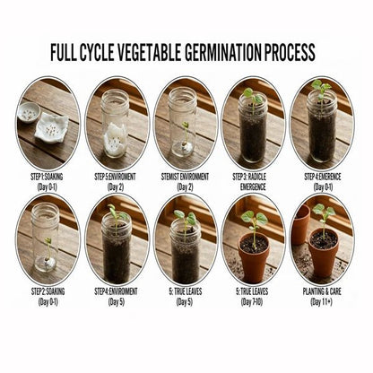 Round Brinjal Seeds (Gol Baingan) – F1 Hybrid Vegetable Seeds - Win Bachat