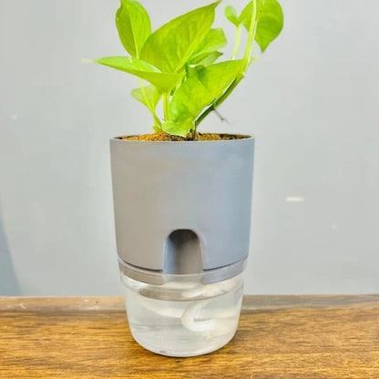 Round Self Watering Plant Pot with Water Reservoir – Pot Only - Win Bachat