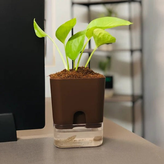 Self Watering Plant Pot with Built-In Water Reservoir – Pot Only - Win Bachat