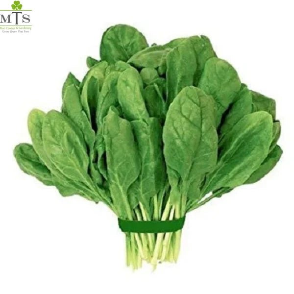 Spinach Seeds (Palak) – F1 Hybrid Vegetable Seeds for Home Gardening - Win Bachat