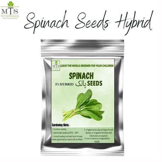 Spinach Seeds (Palak) – F1 Hybrid Vegetable Seeds for Home Gardening - Win Bachat