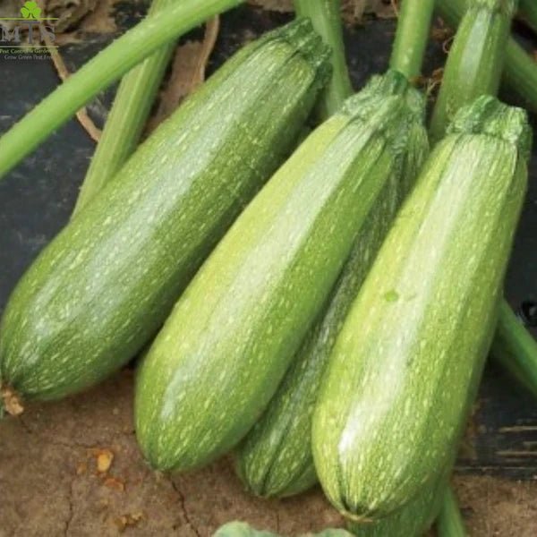 Squash Seeds – F1 Hybrid Vegetable Seeds for Home Gardening - Win Bachat