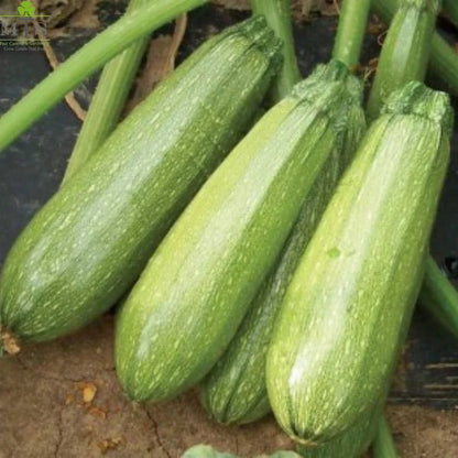 Squash Seeds – F1 Hybrid Vegetable Seeds for Home Gardening - Win Bachat