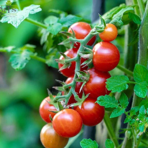 Tomato F1 Hybrid Seeds – Vegetable Seeds for Home Gardening - Win Bachat