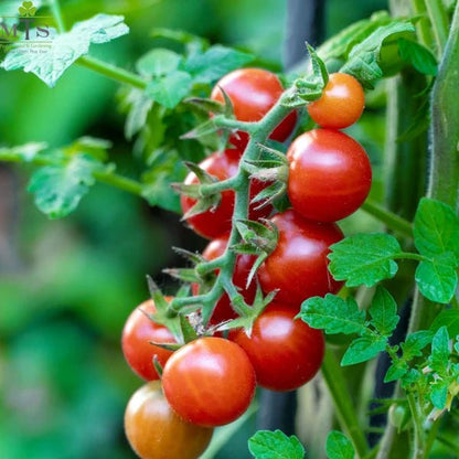 Tomato F1 Hybrid Seeds – Vegetable Seeds for Home Gardening - Win Bachat