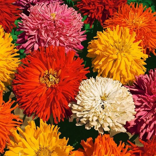 Zinnia Burpeeana Mixed Seeds Pack of 3 – Large Double Flowers - Win Bachat