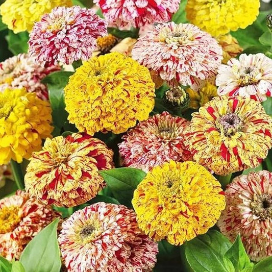 Zinnia Candy Stripe Mixed Seeds Pack of 3 – Striped & Bi-Color Flowers - Win Bachat