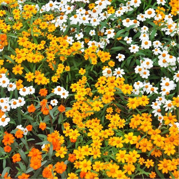 Zinnia Linearis Mixed Seeds Pack of 3 – Fine Leaf Multi-Color Flowers - Win Bachat