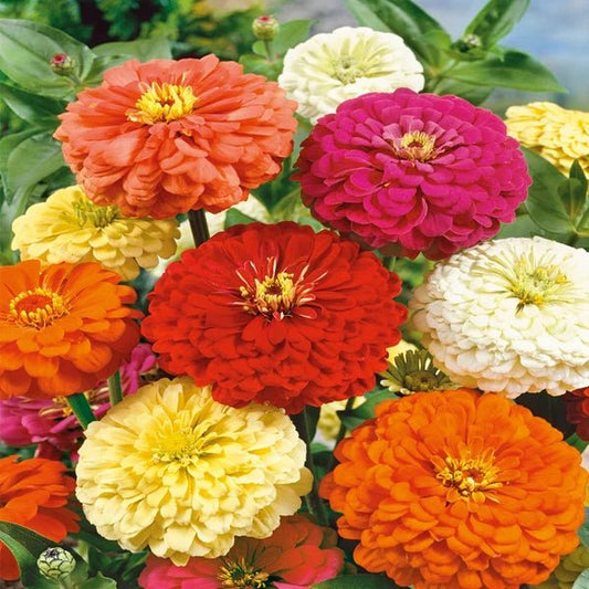 Zinnia Mixed Seeds Pack of 3 – Multi-Color Flower Seeds - Win Bachat
