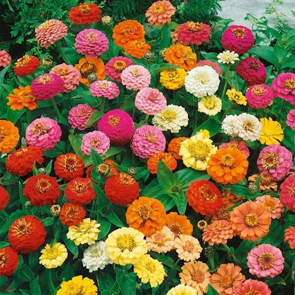 Zinnia Thumbelina Seeds Pack of 3 – Dwarf Mixed Flowers - Win Bachat