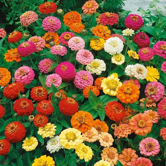 Zinnia Thumbelina Seeds Pack of 3 – Dwarf Mixed Flowers - Win Bachat