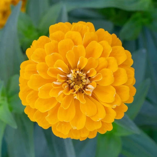 Zinnia Yellow Seeds Pack of 3 – Bright Yellow Flowers - Win Bachat